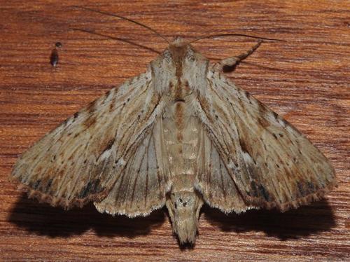 Réf. 263 935 : Apamea lithoxylaea